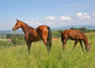Photo Gallery: Horses